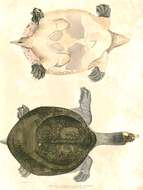 Image of Indian Peacock Softshell Turtle