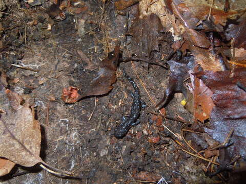 صورة Ambystoma laterale Hallowell 1856