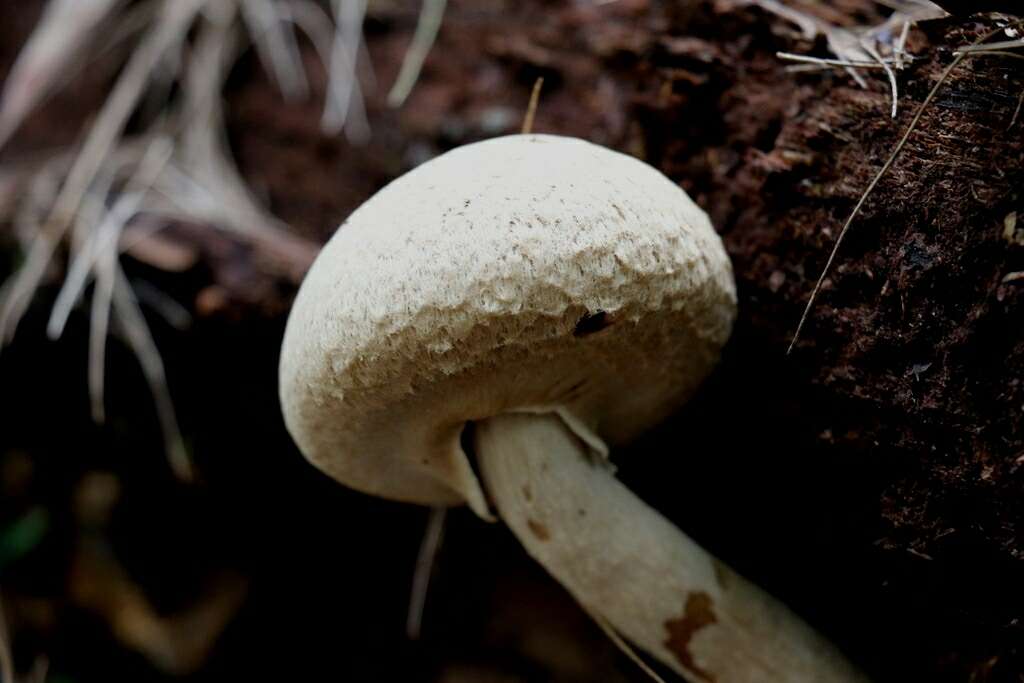 Image of Boletellus dissiliens (Corner) Pegler & T. W. K. Young 1981