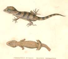 Image of Malayan Forest Gecko