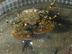 Image of chocolate porcelain crab