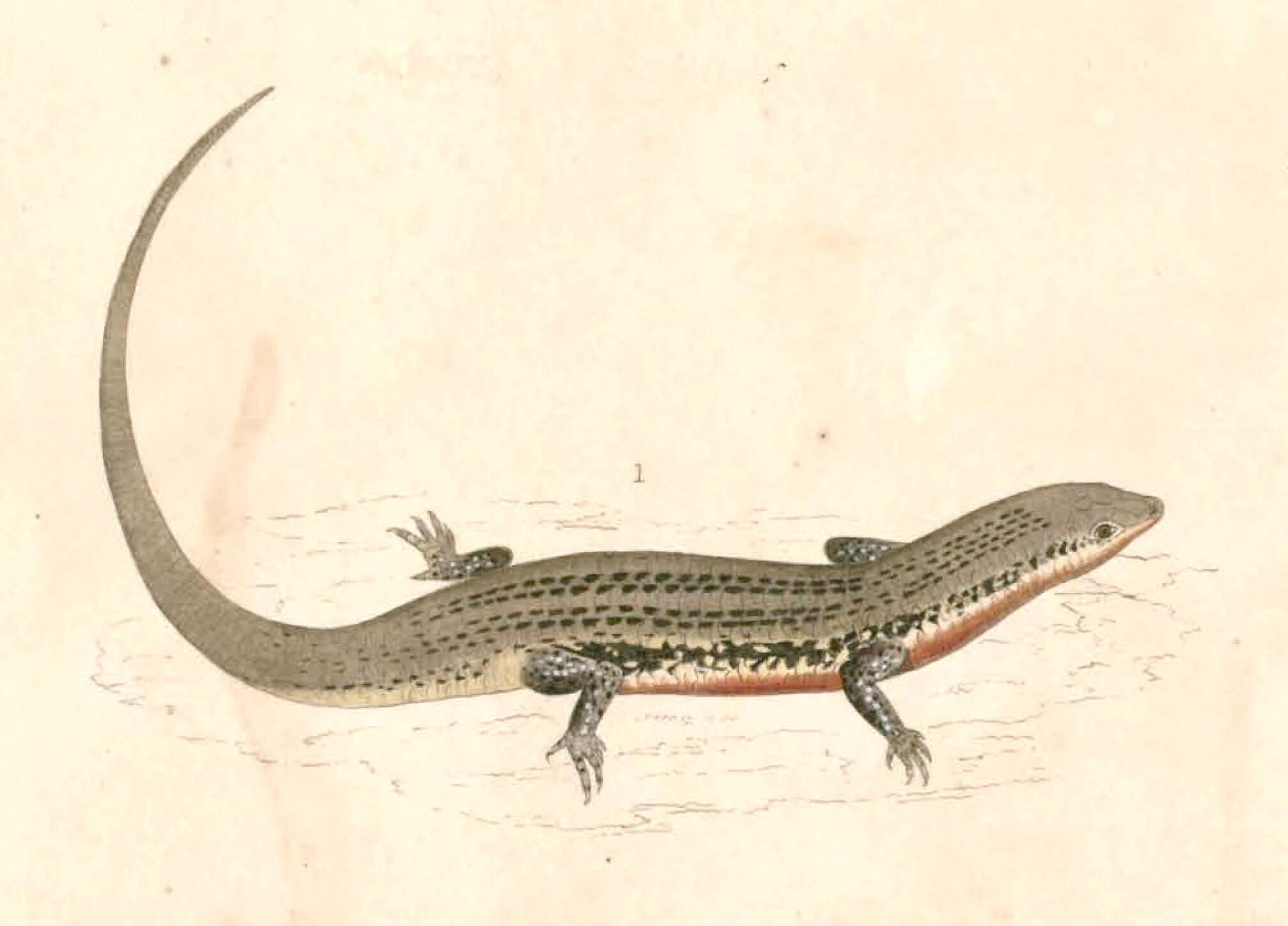 Imagem de Eutropis carinata (Schneider 1801)