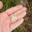 Image of Carex baldensis L.