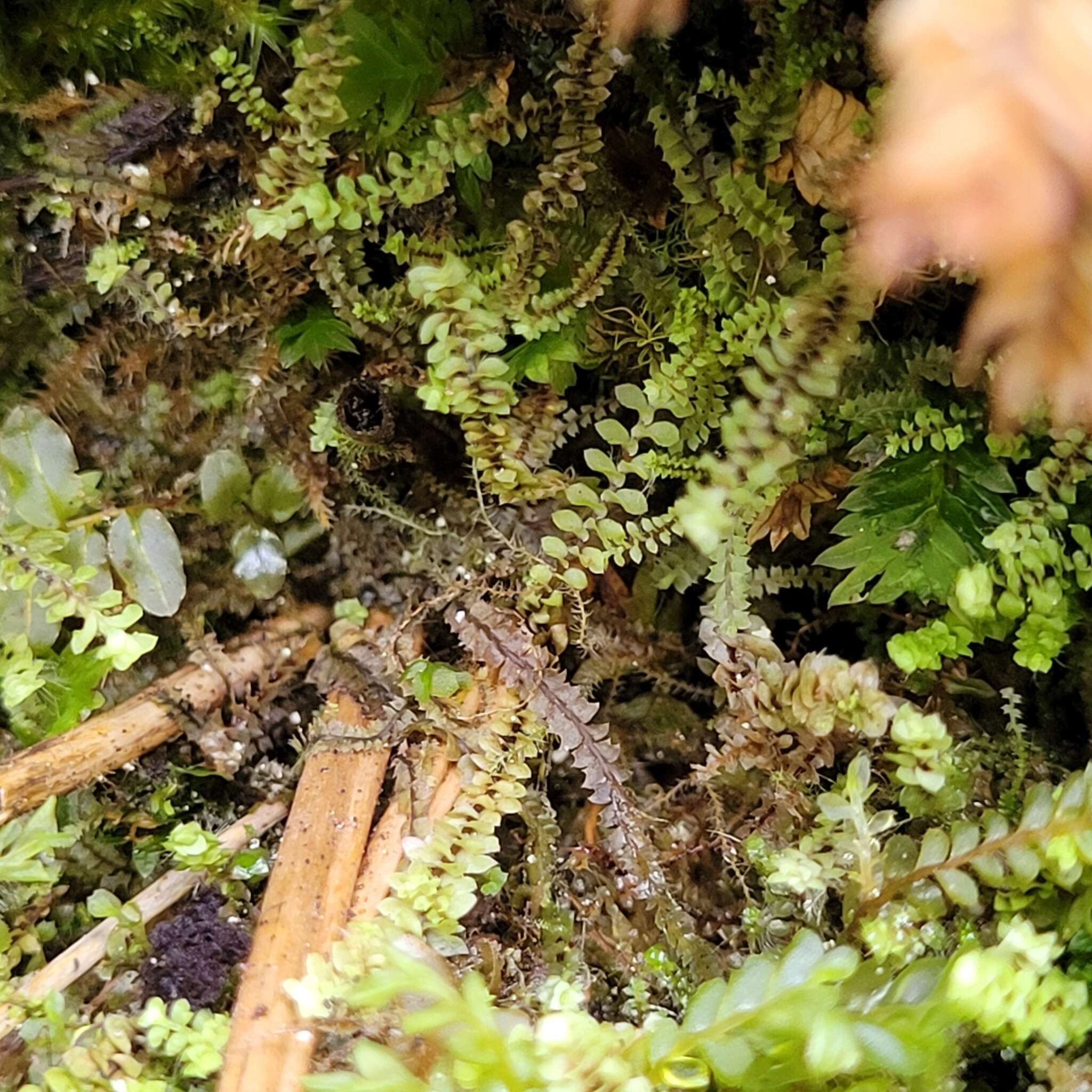 Image de Scapania aequiloba (Schwägr.) Dumort.