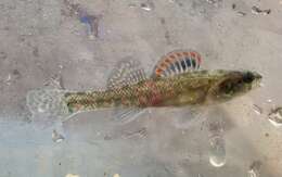 صورة Etheostoma gracile (Girard 1859)