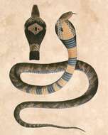 Image of Chinese Cobra