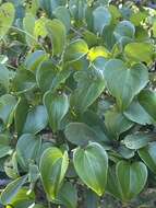 صورة Dioscorea cotinifolia Kunth