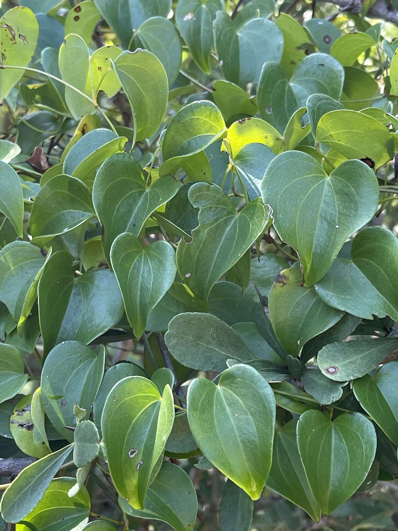 صورة Dioscorea cotinifolia Kunth