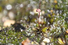 Image de Stylidium perpusillum Hook. fil.