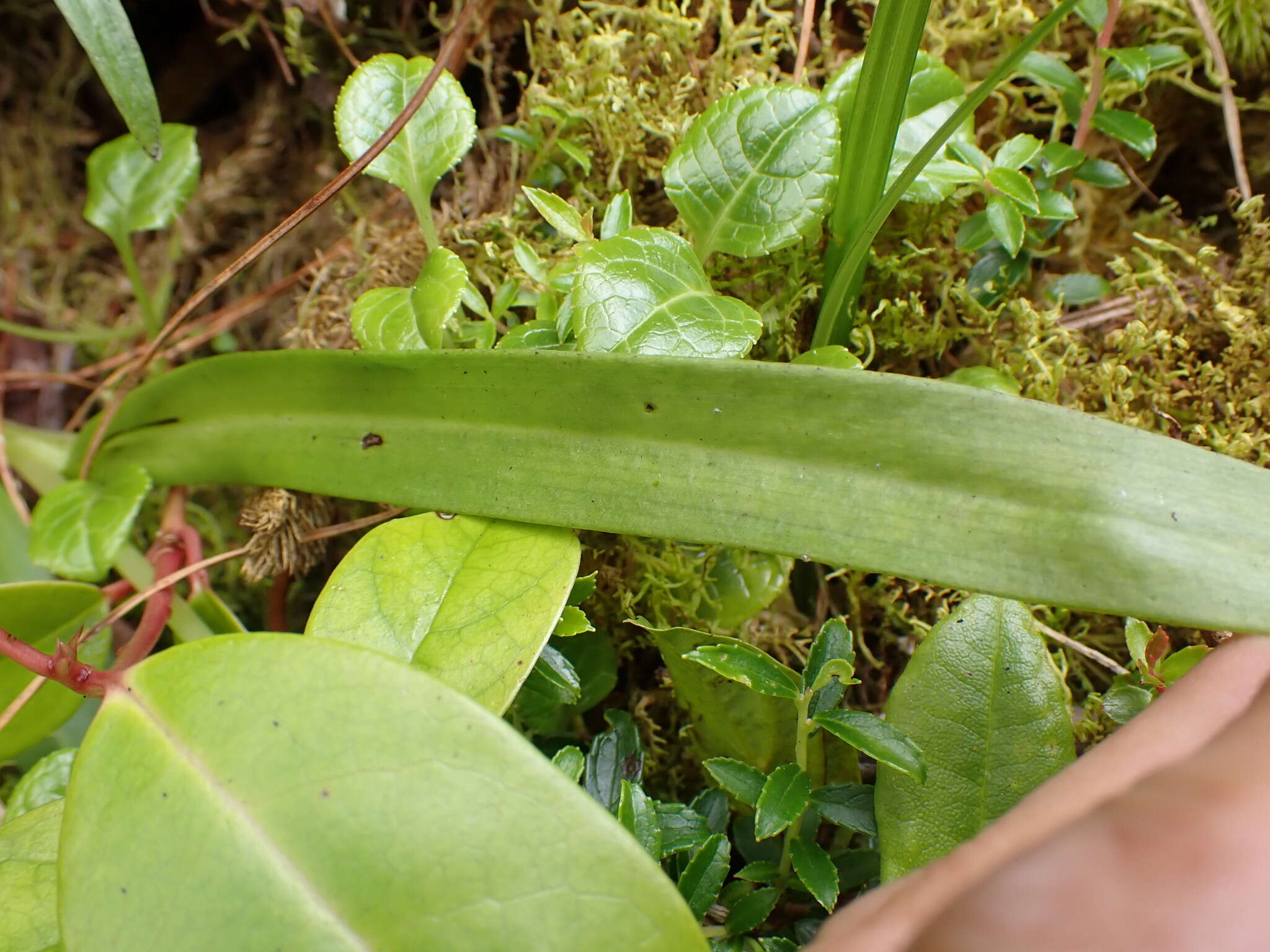 Platanthera devolii (T. P. Lin & T. W. Hu) T. P. Lin & K. Inoue resmi