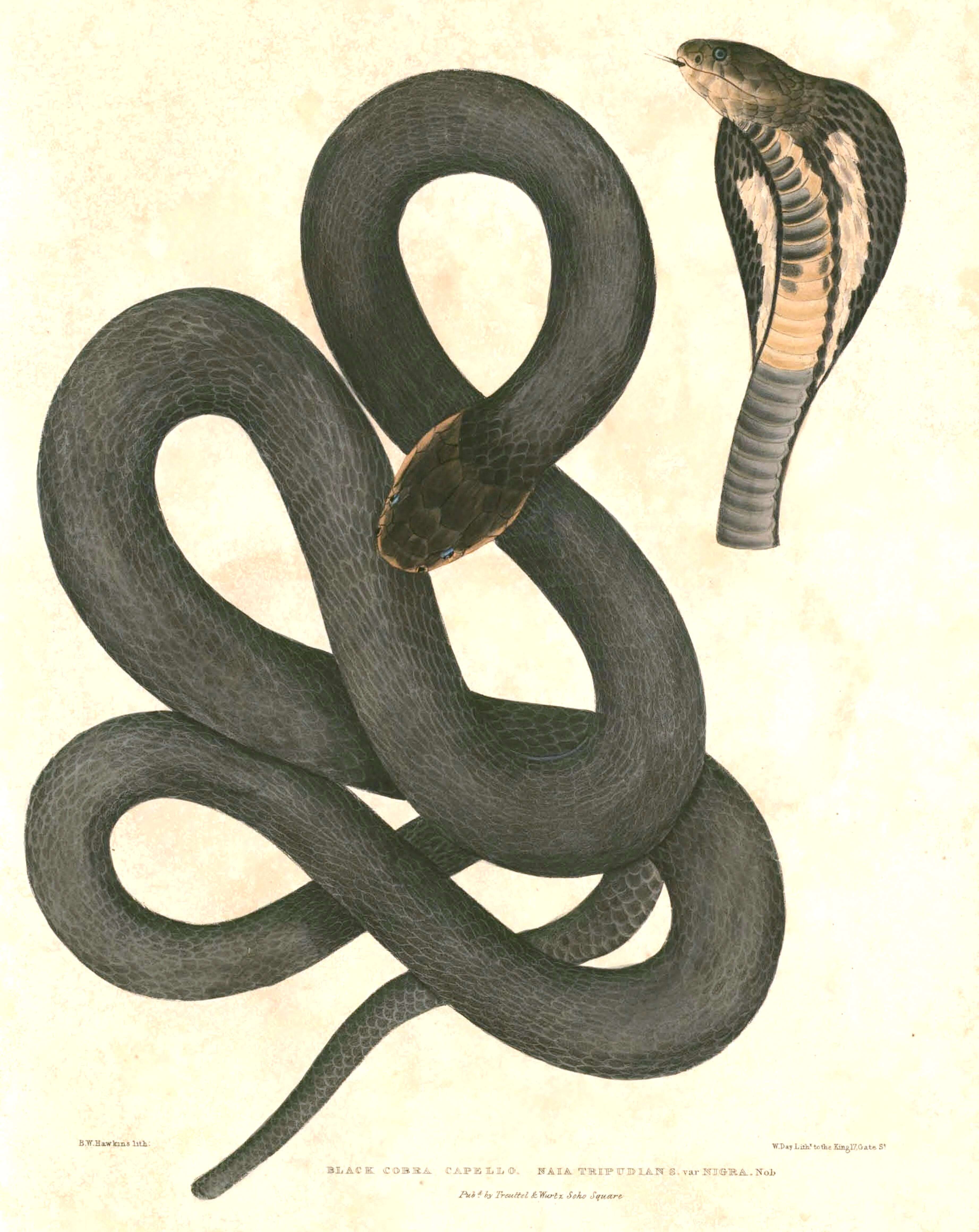 Image of Golden Spitting Cobra