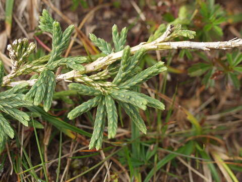 Image of Alpine Creeping-Cedar