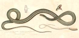 Imagem de Dendrelaphis pictus (Gmelin 1789)