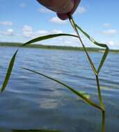 Image of Flat-Stem Pondweed