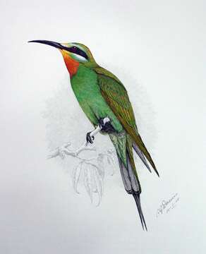 Image of bee-eaters