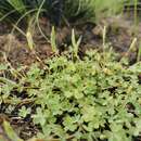 Oxalis perennans Haw.的圖片