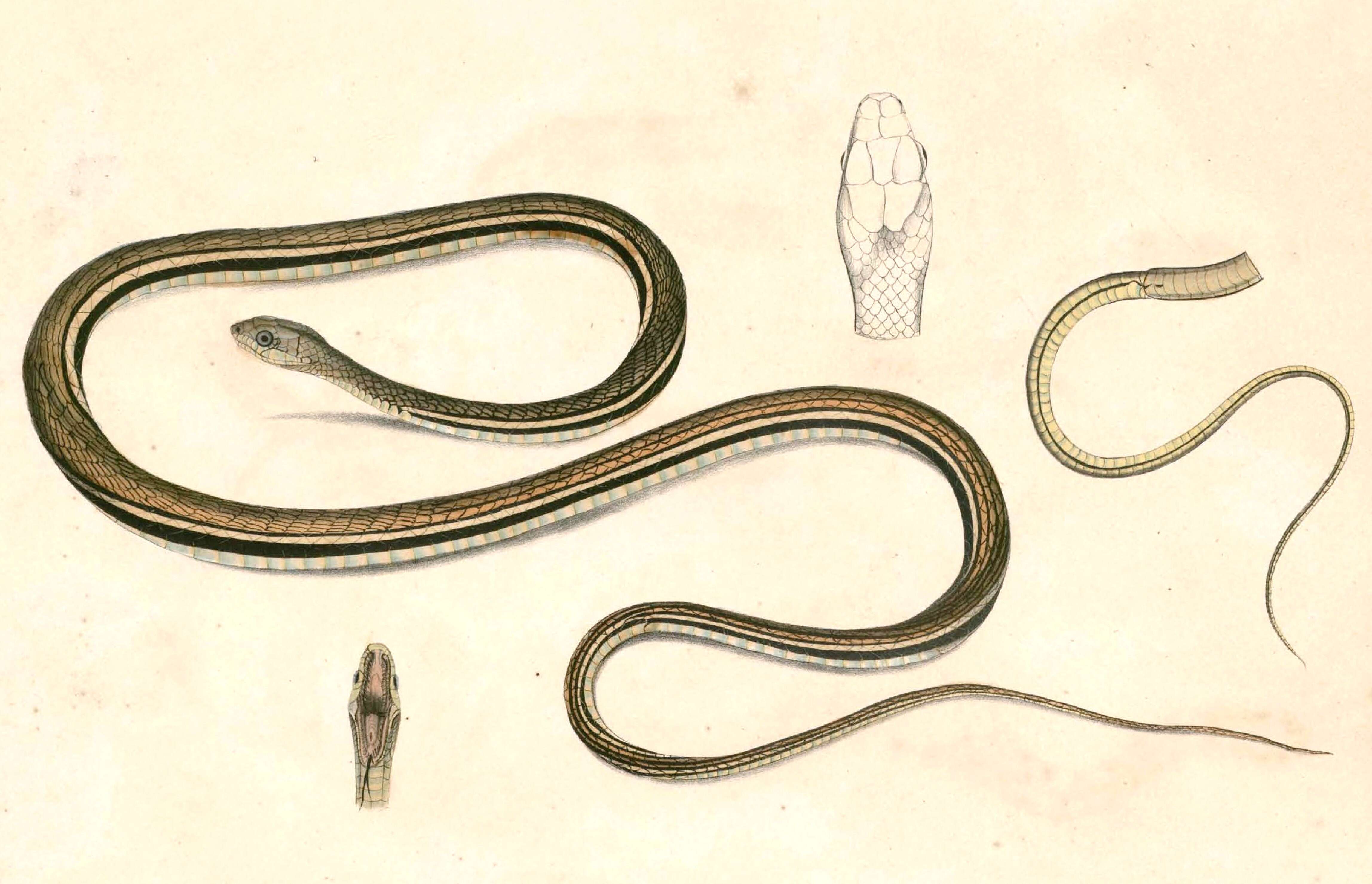 Image of Dendrelaphis caudolineatus (Gray 1834)