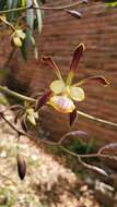 Image of Encyclia alata (Bateman) Schltr.