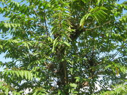 Image of Nettle Tree