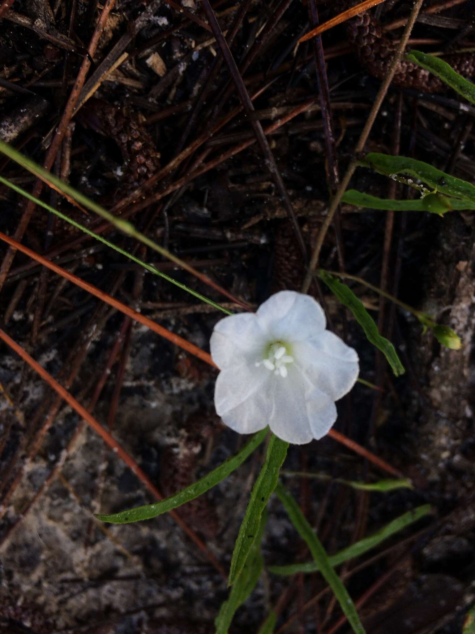 Image of coastal plain dawnflower