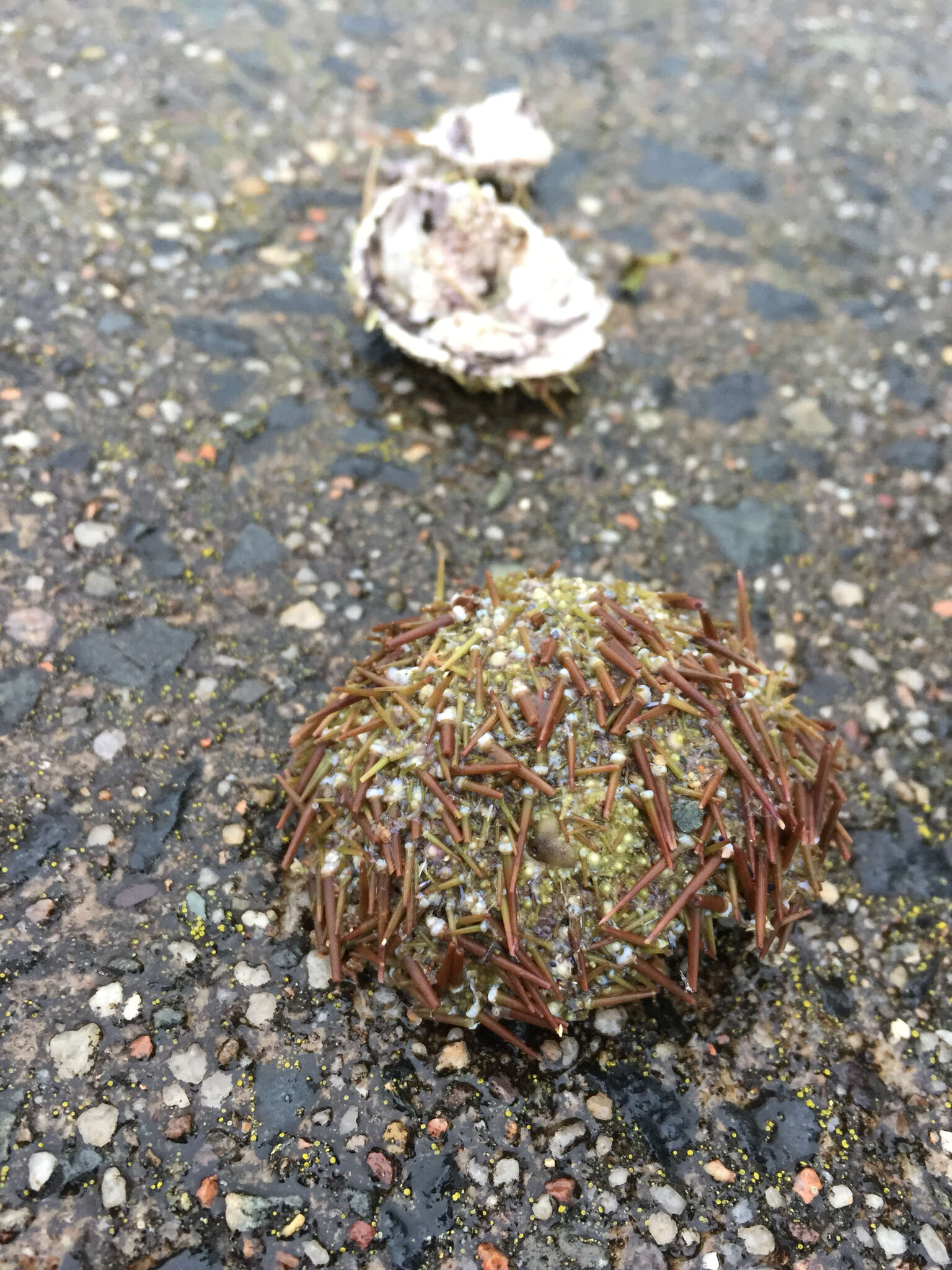 Image of green sea urchin