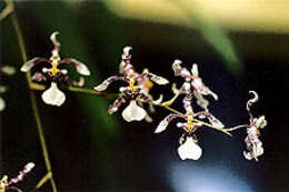 Слика од Oncidium incurvum Barker ex Lindl.