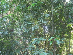 Image of Quercus lamellosa Sm.