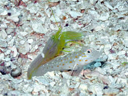 Image of Tangaroan shrimp-goby