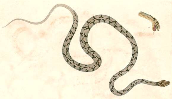 Image of Arrowback Tree Snake