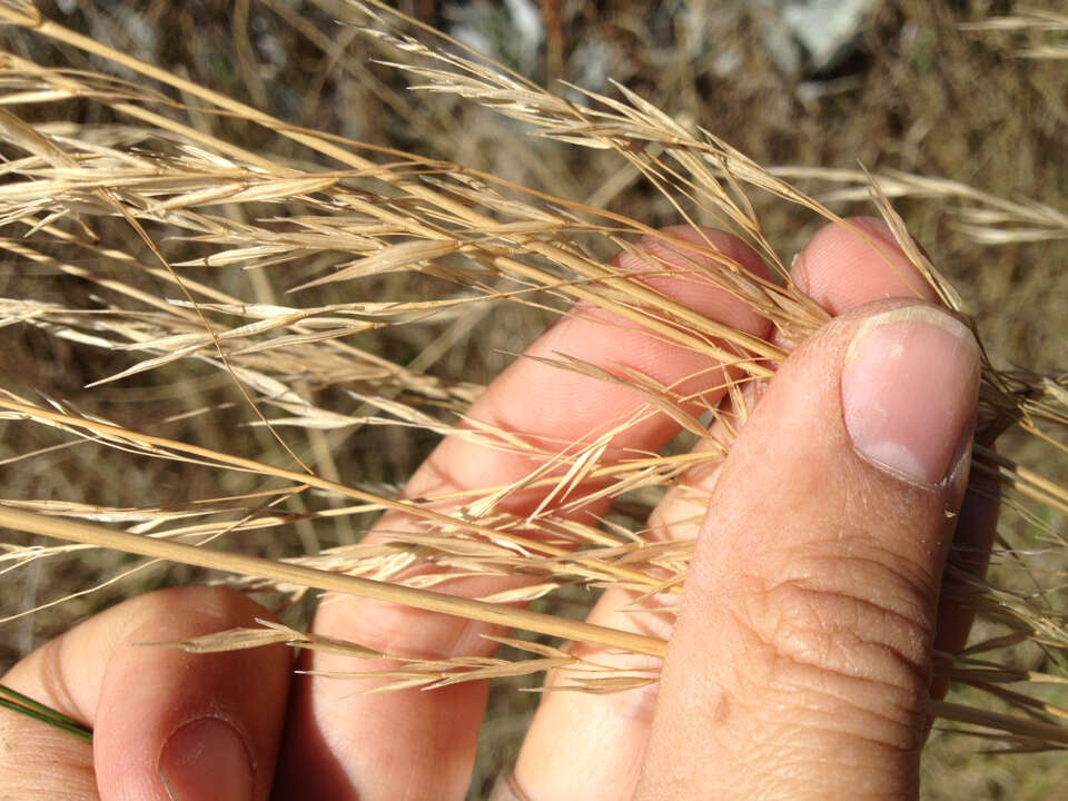 Image of Austrostipa bigeniculata (Hughes) S. W. L. Jacobs & J. Everett