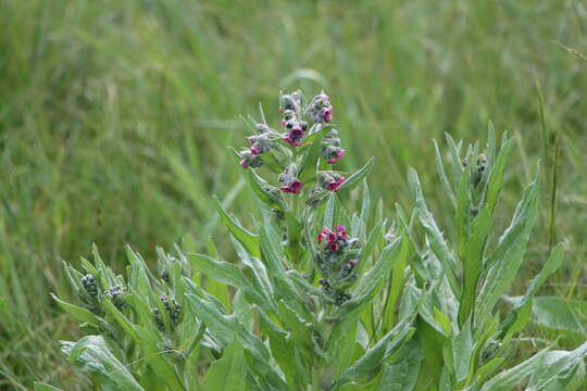 Plancia ëd Cynoglossum officinale L.