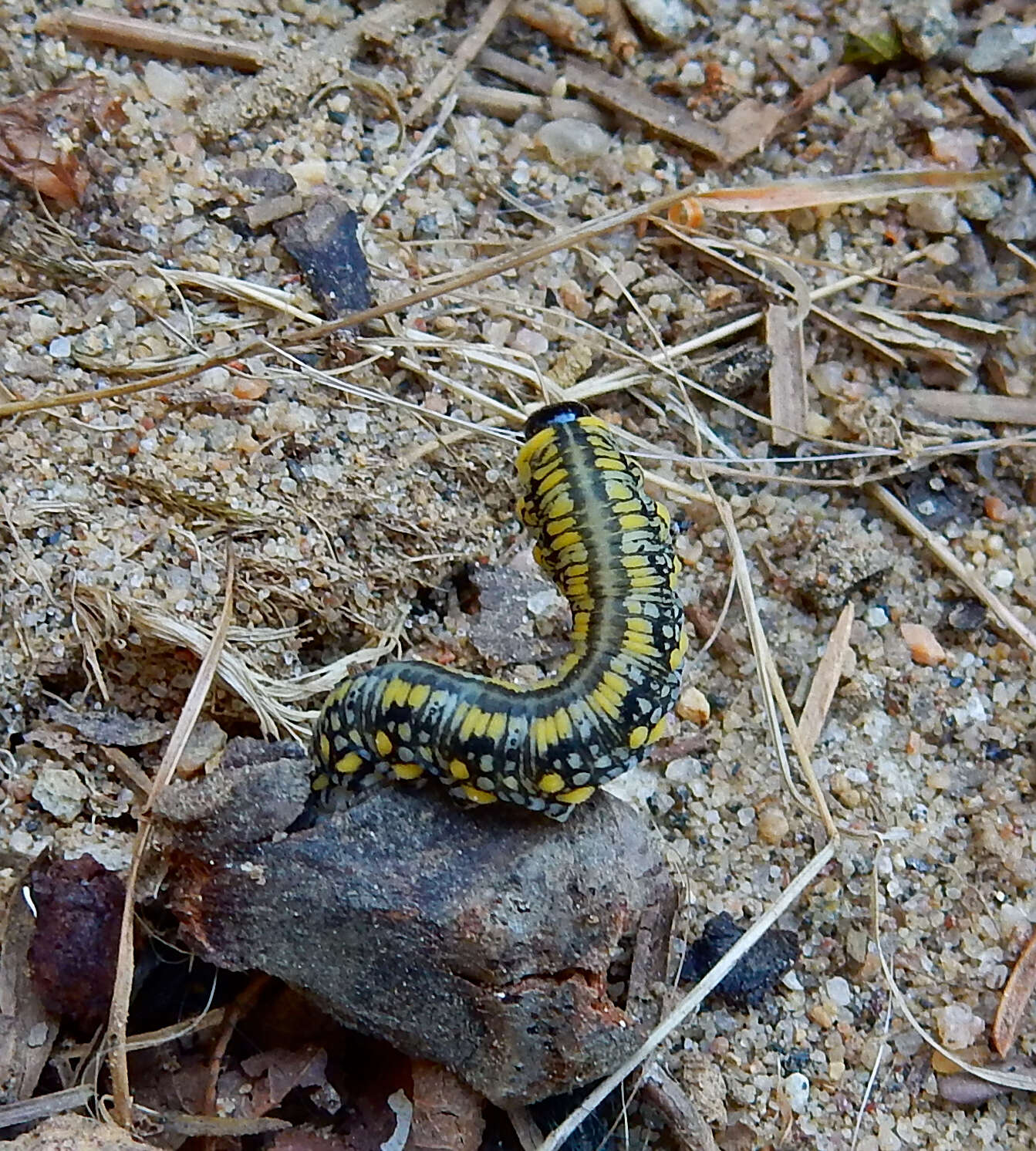 Image of Introduced Pine Sawfly