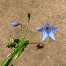 صورة Borago pygmaea (DC.) Chater & Greuter