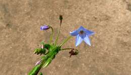 صورة Borago pygmaea (DC.) Chater & Greuter