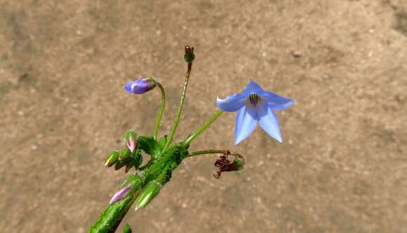 Image of Borago pygmaea (DC.) Chater & Greuter