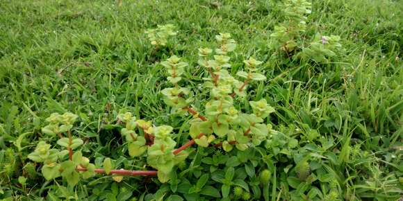 Image of Impatiens lawii Hook. fil. & Thoms.