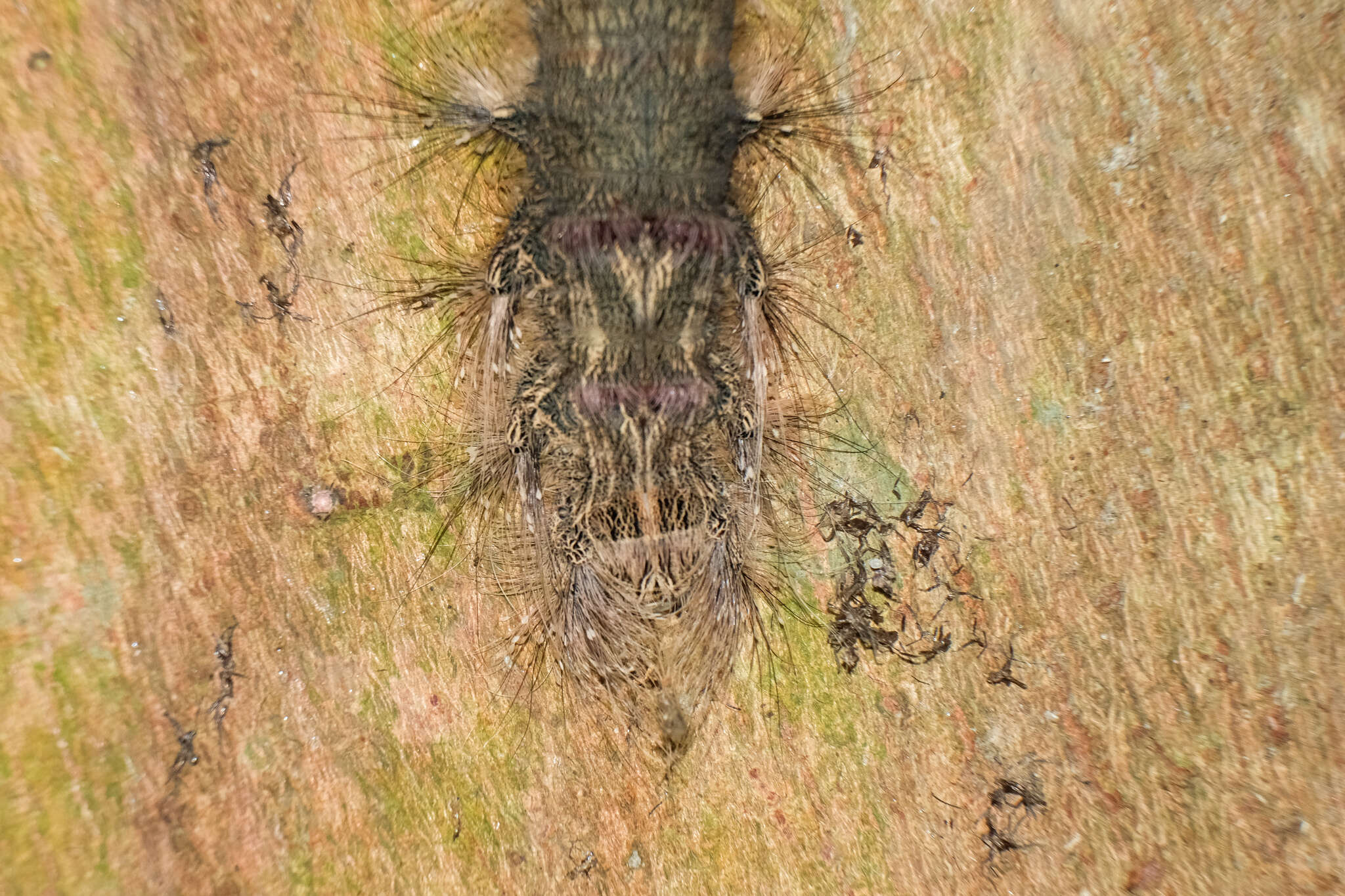 Image of Paralebeda crinodes paos