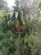 Image of Cordyline indivisa (G. Forst.) Endl.