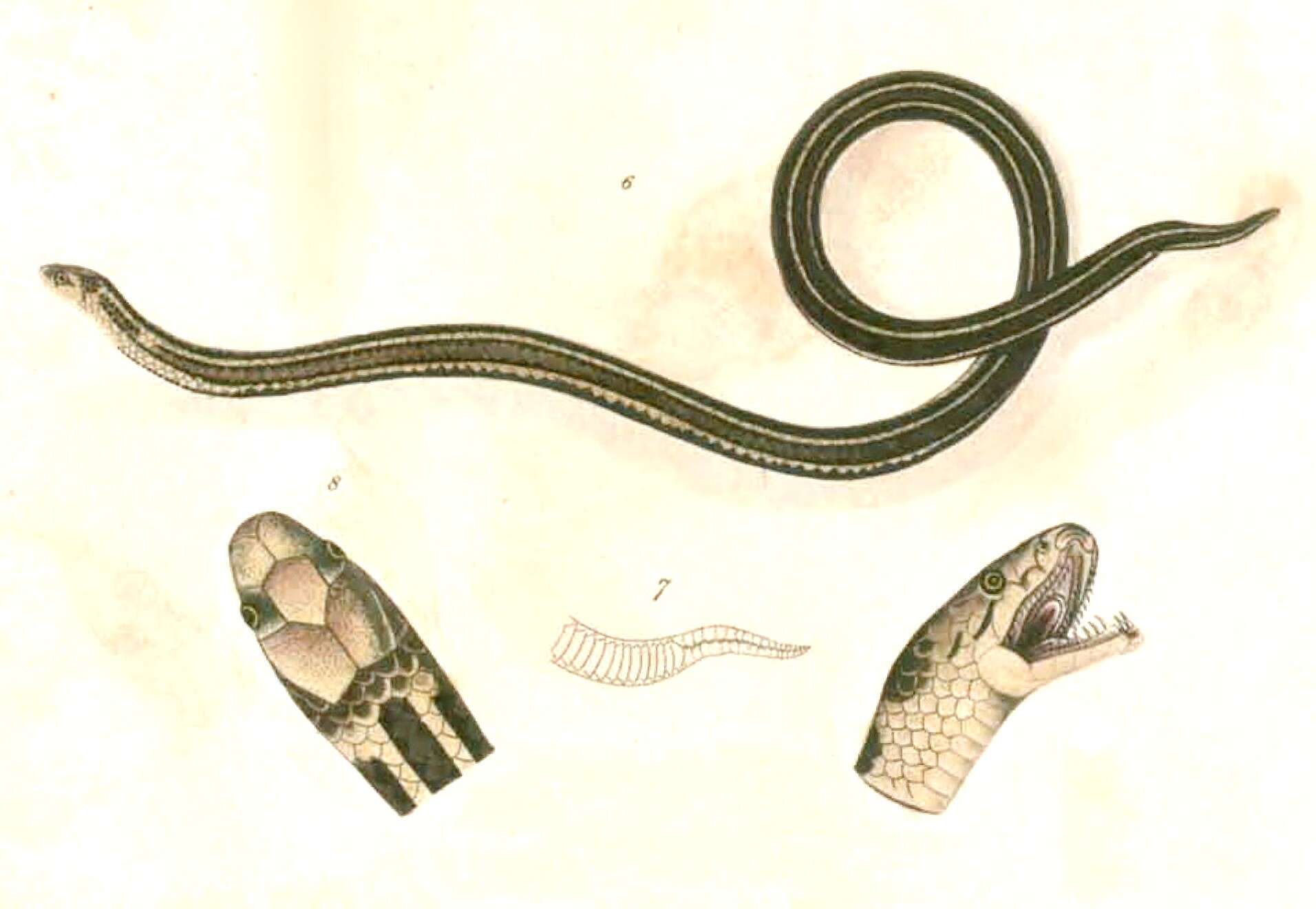 Image of White-bellied Reed Snake