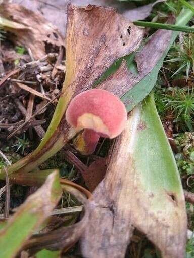 Imagem de Chalciporus rubinellus (Peck) Singer 1973