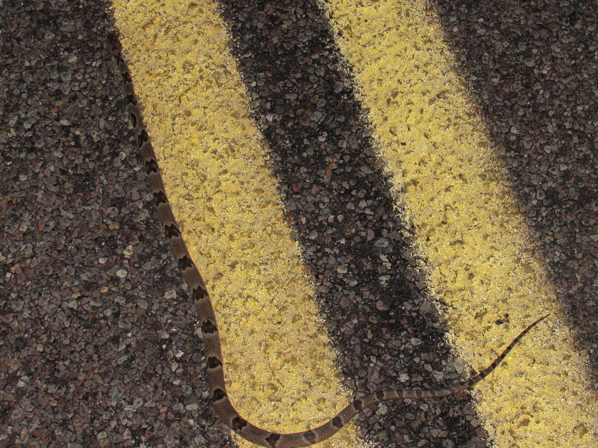 Image of Chihuahuan Desert Lyresnake