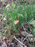 Image of Epimedium alpinum L.