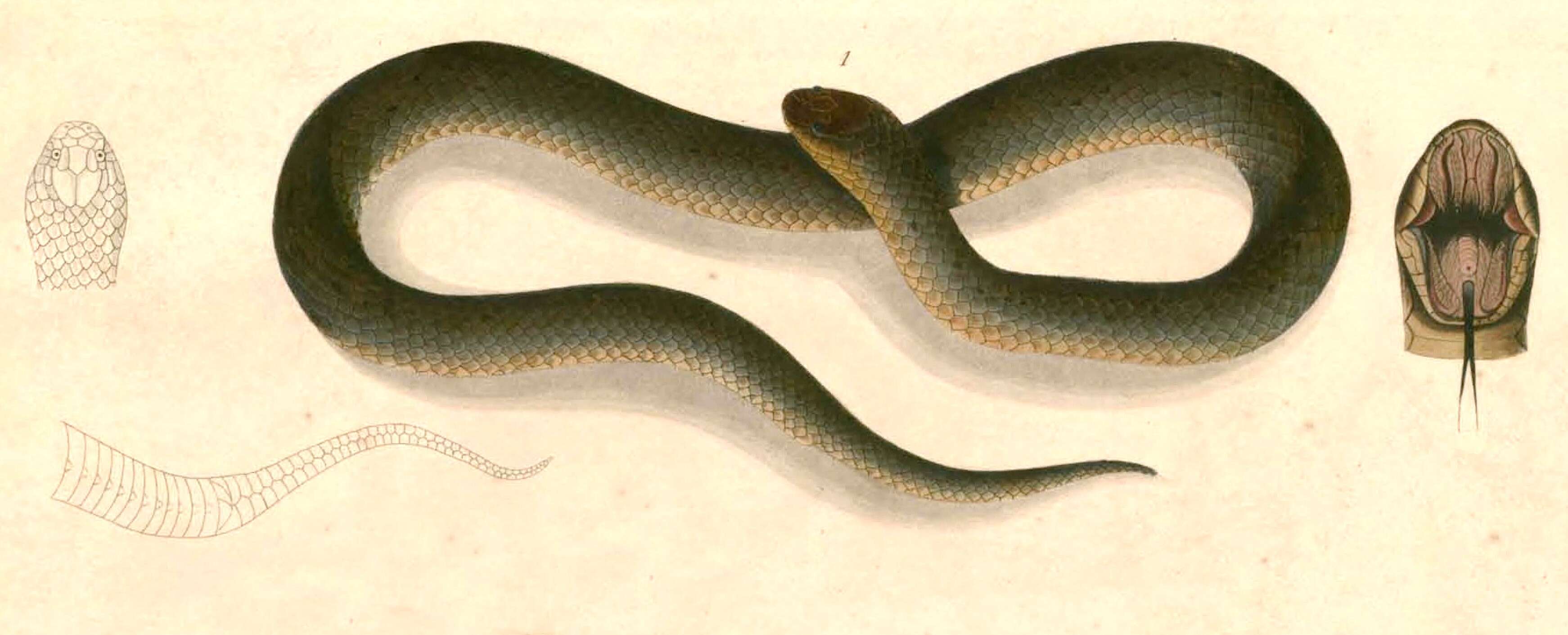 Image of spine-bellied sea snake