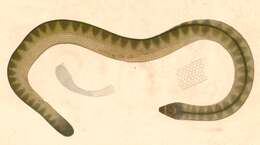 Image of spine-bellied sea snake