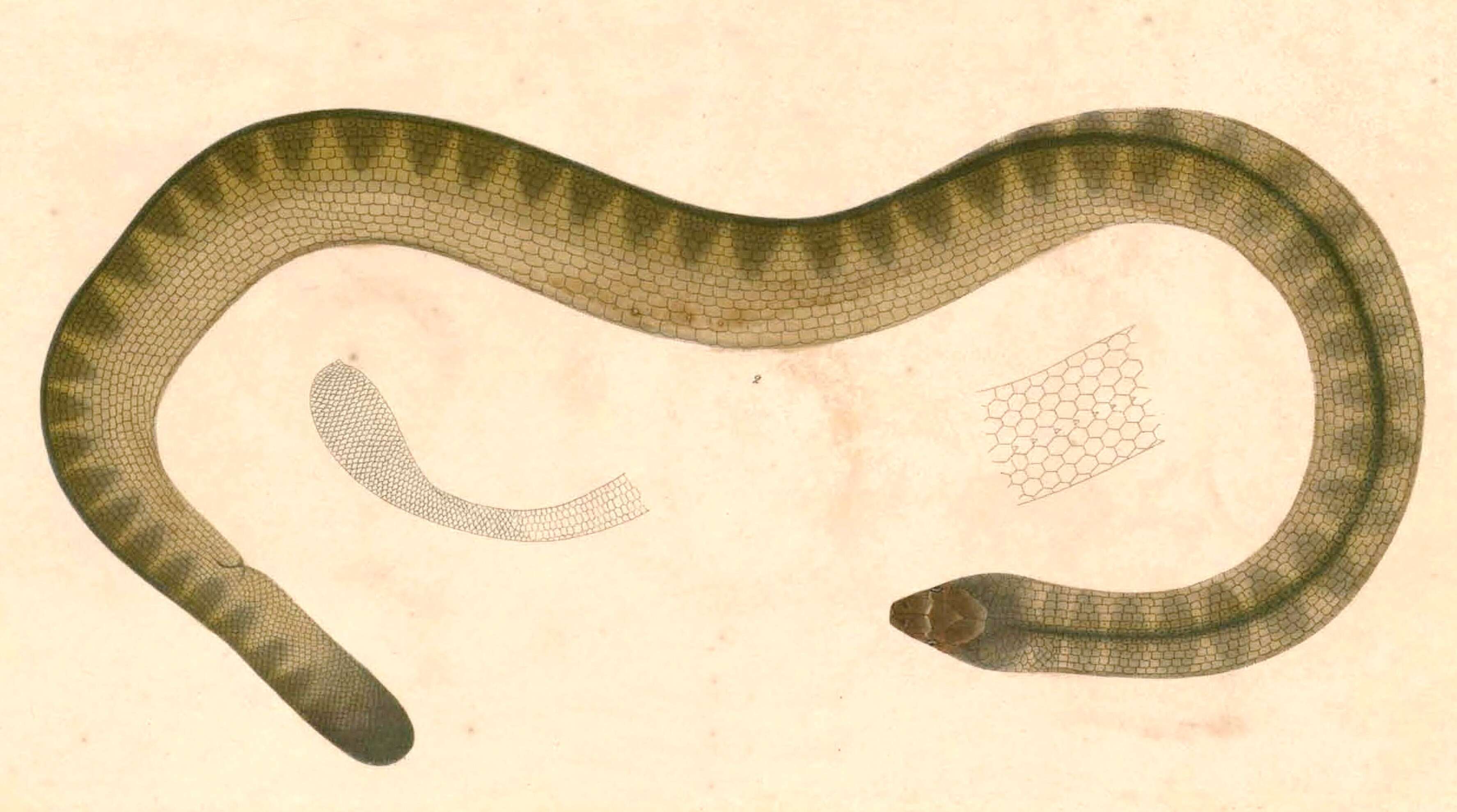 Image of spine-bellied sea snake