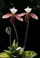 Image of Purple Paphiopedilum