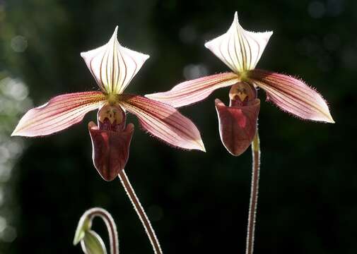 Image of Purple Paphiopedilum