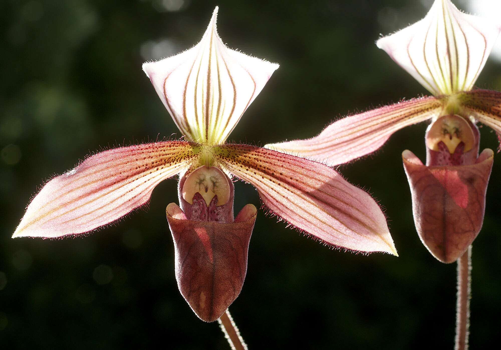 Image of Purple Paphiopedilum