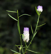 Image of blood milkwort