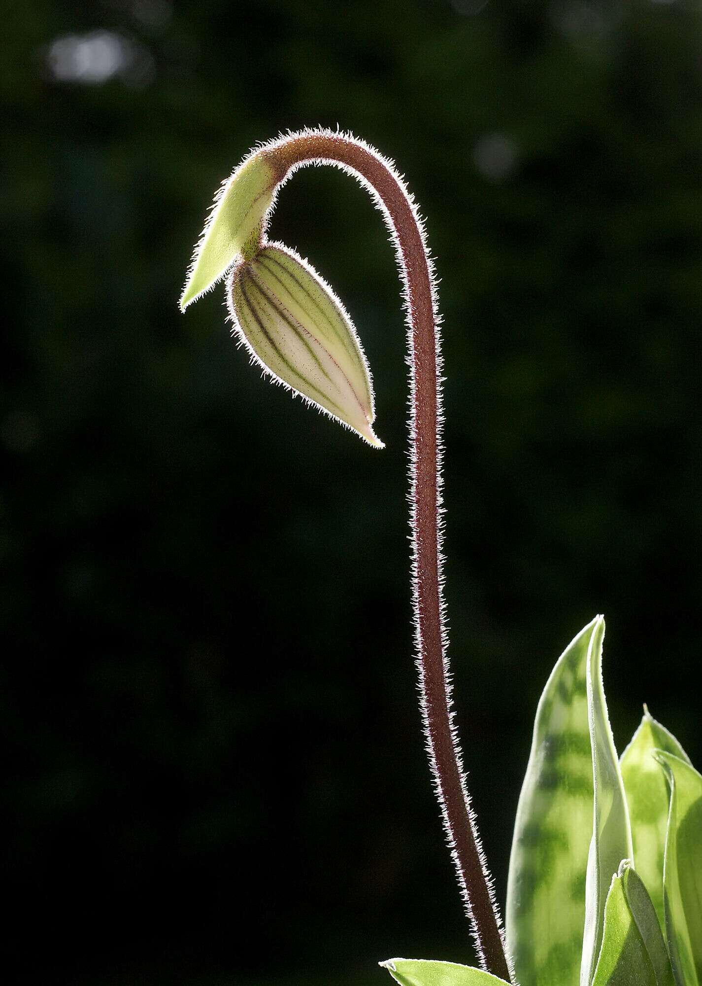 Image of Purple Paphiopedilum